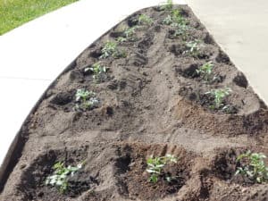 Tomato Garden