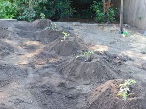 Tomato Garden