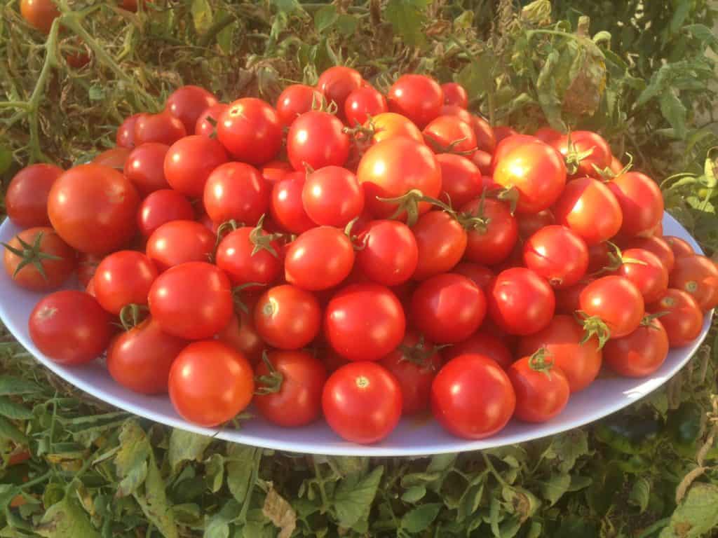 Homegrown Tomatoes