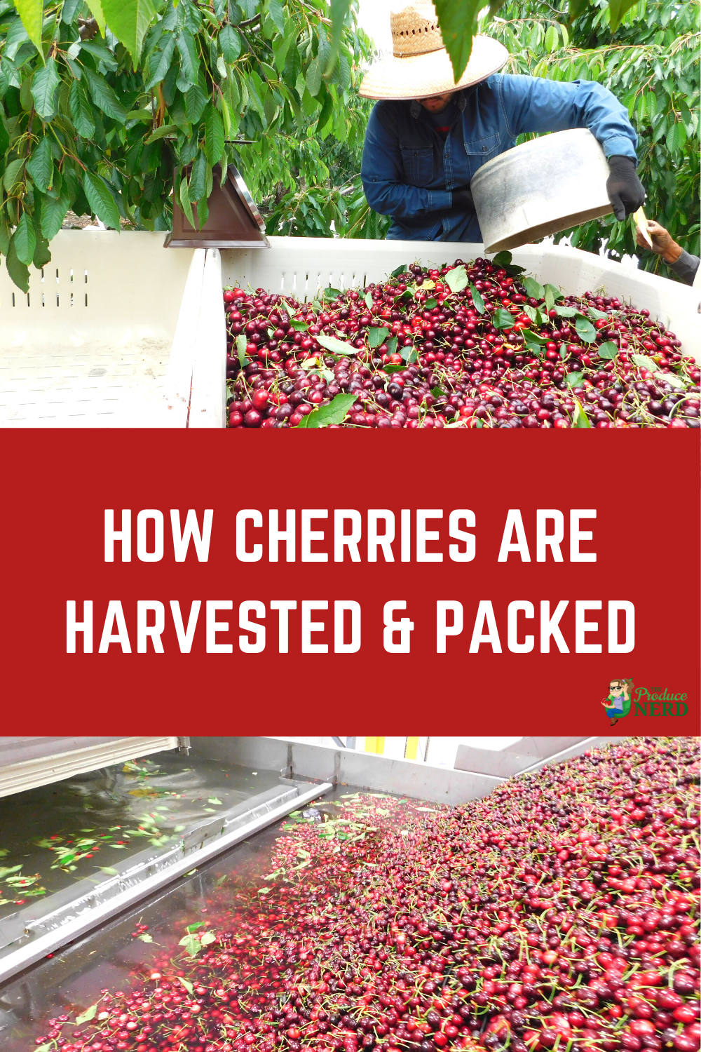 Read more about the article How Cherries are Grown, Harvested & Packed