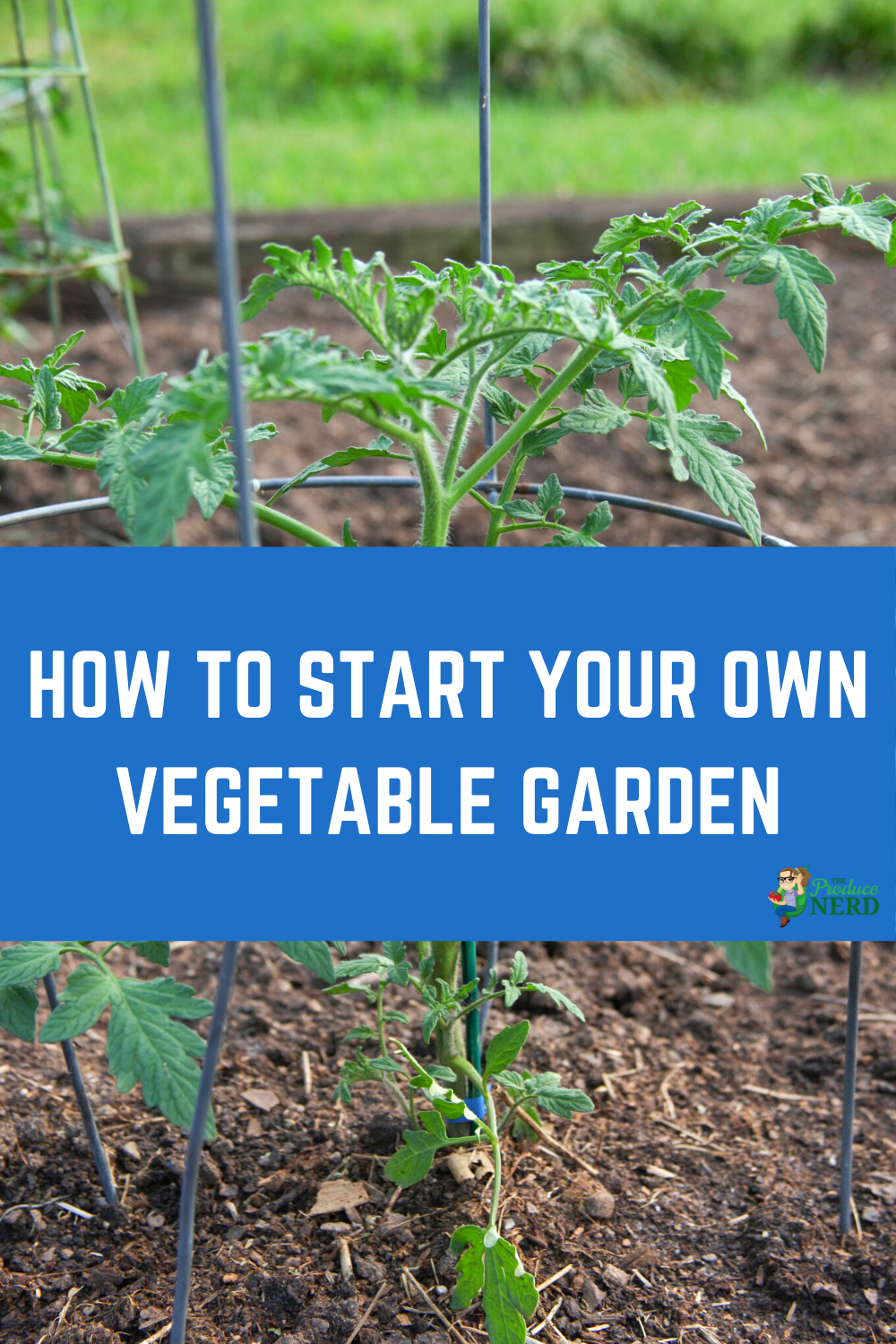 Read more about the article How to Start Your Own Vegetable Garden