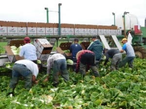 Napa Cabbage Harvest & Packing - The Produce Nerd