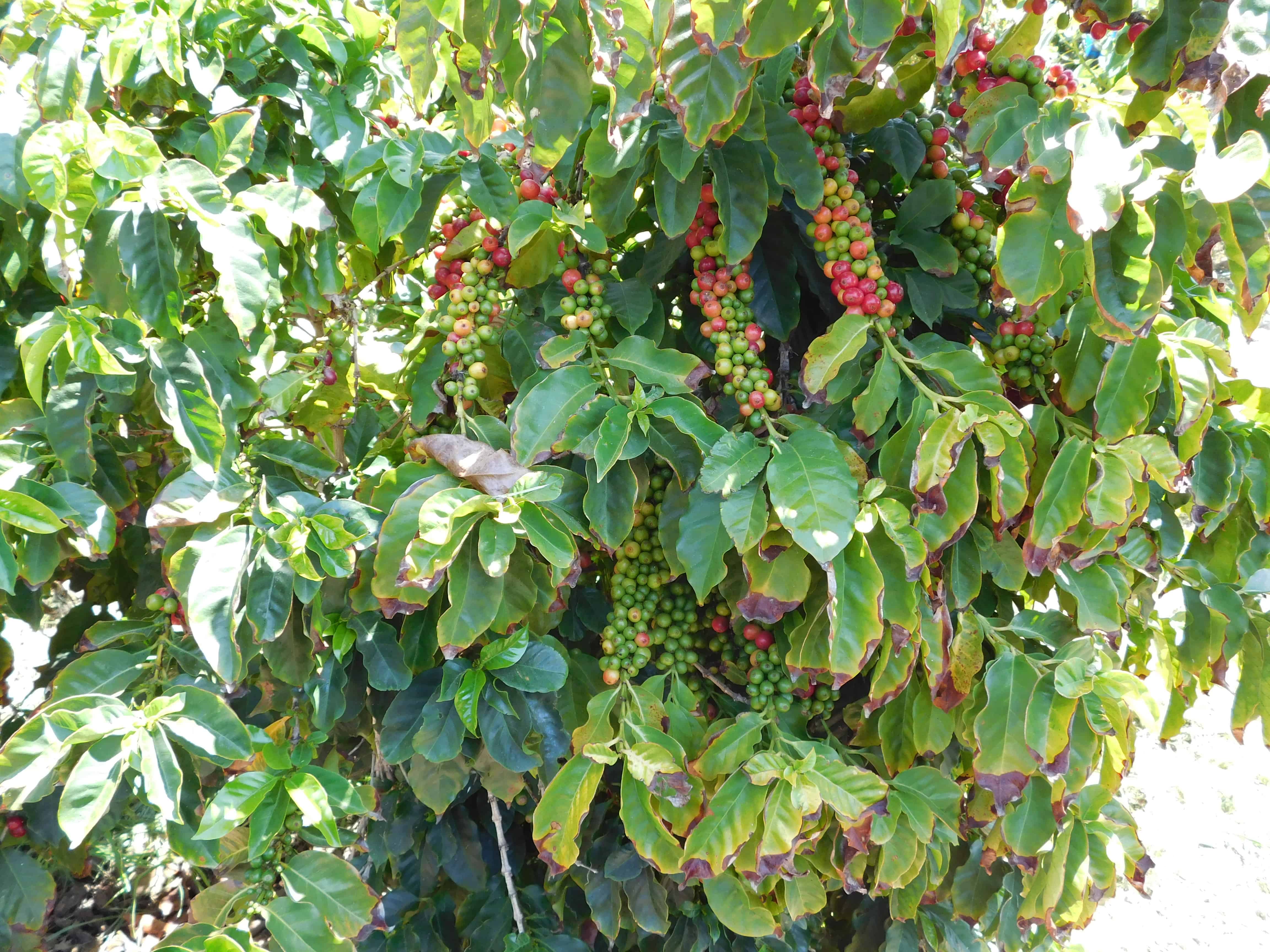 Coffee Grown in California - The Produce Nerd