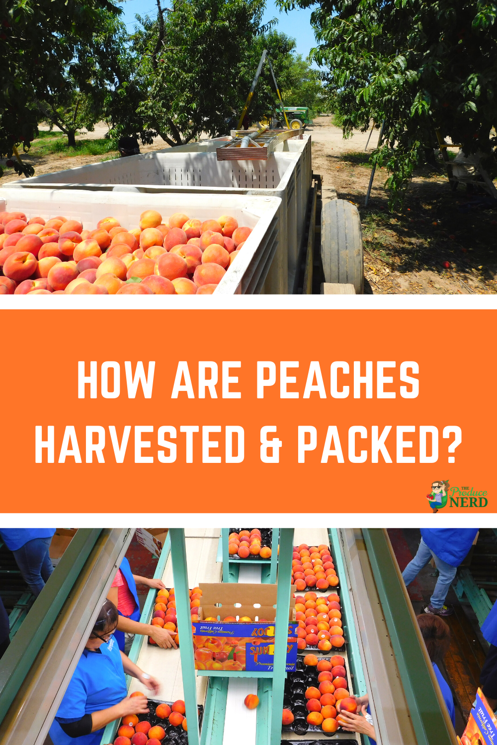 Read more about the article How Peaches are Grown, Harvested & Packed