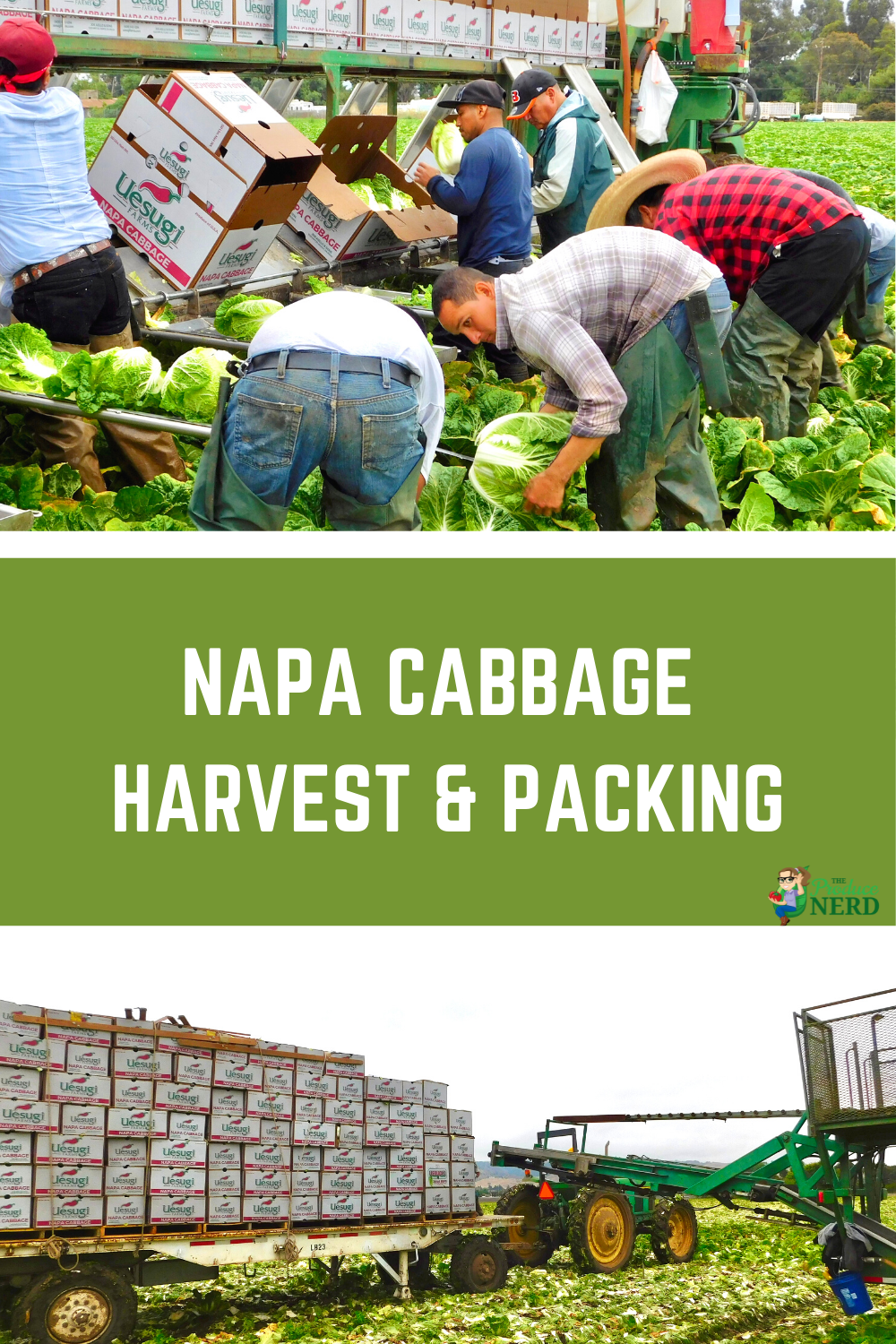 Read more about the article How Napa Cabbage is Grown, Harvested & Packed