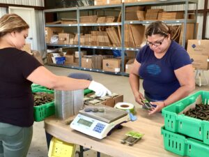 Finger Lime Packing