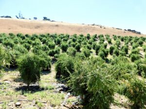 Finger Lime Orchard