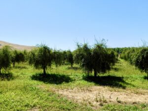 Finger Lime Orchard