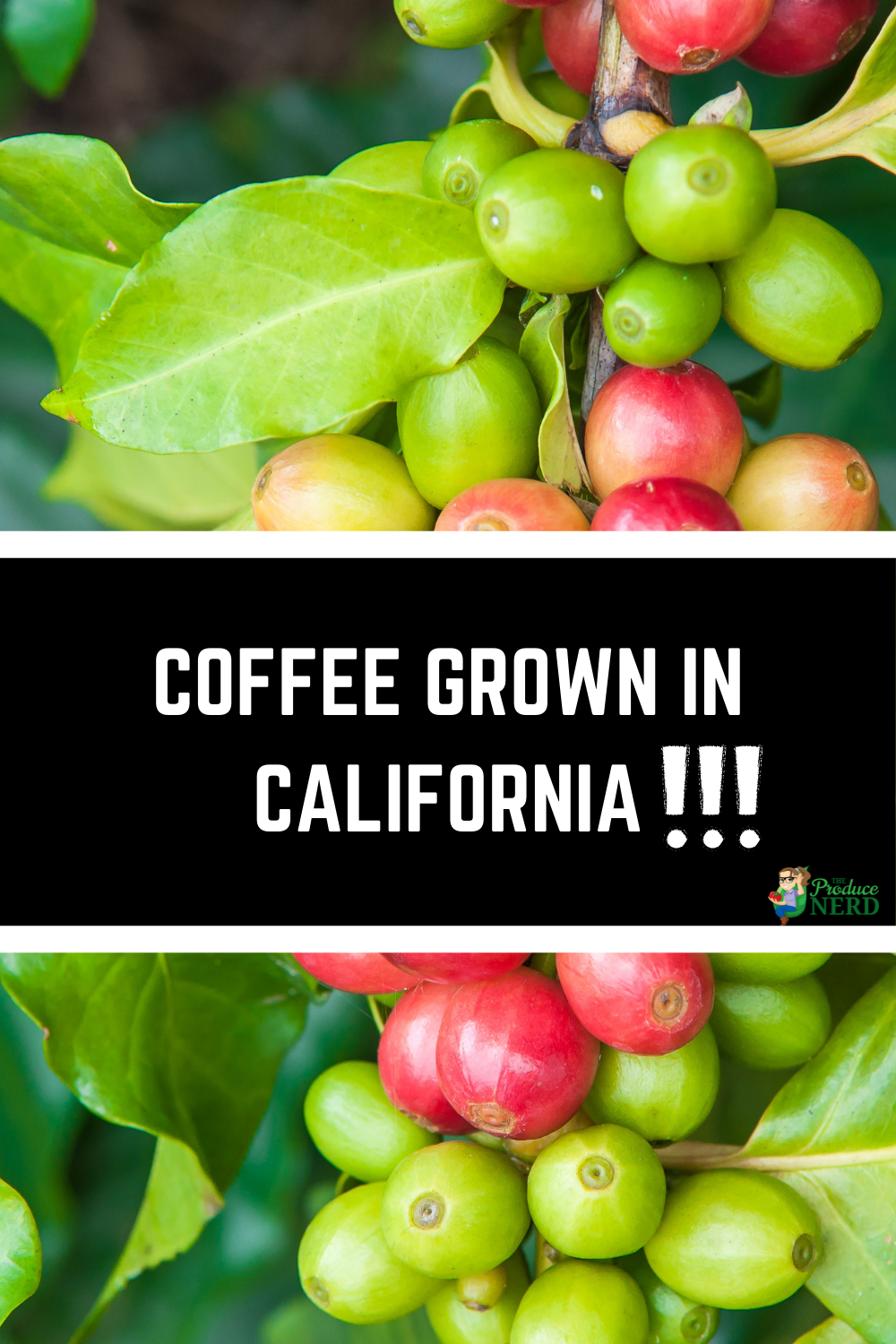 Read more about the article Coffee Grown in California