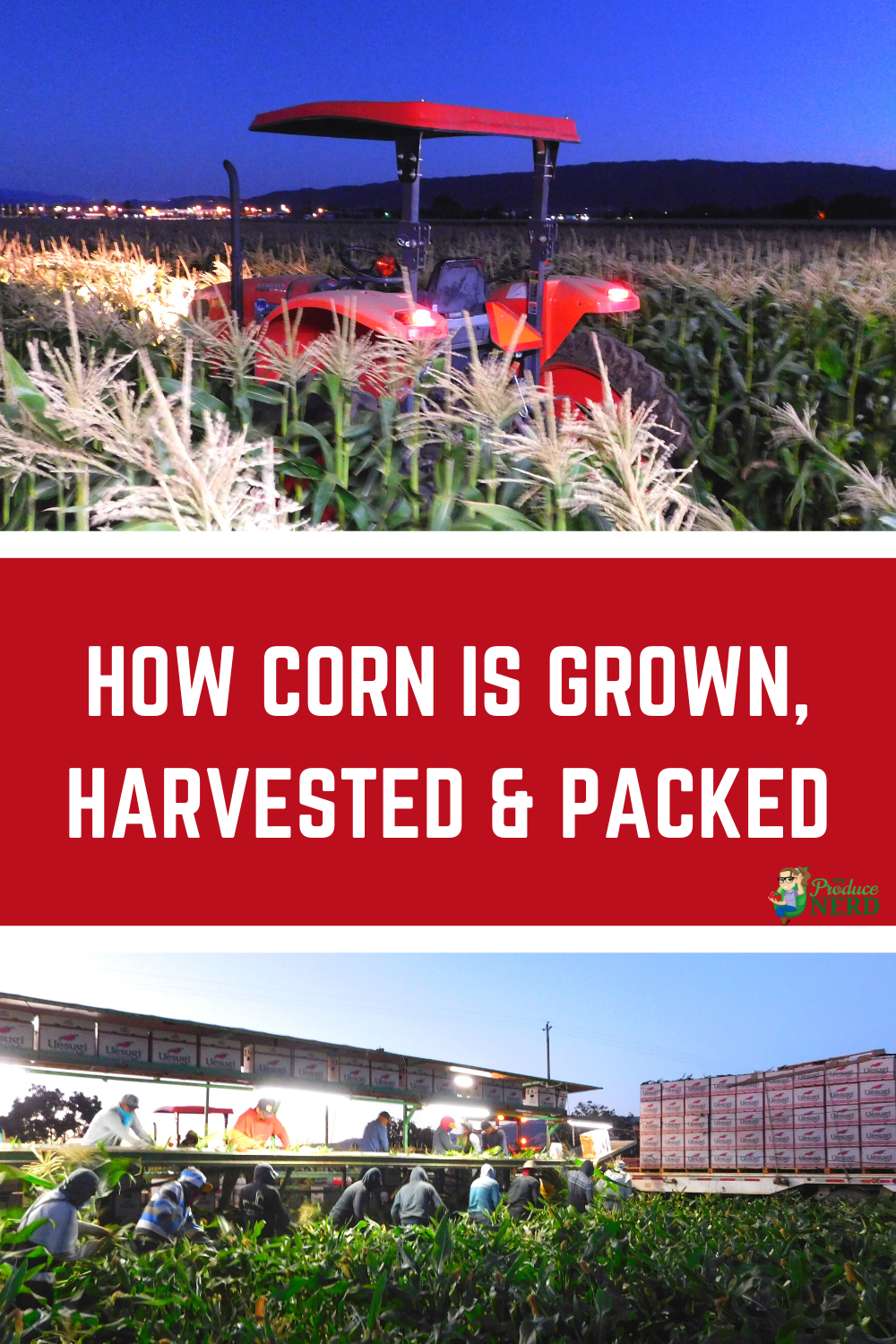 You are currently viewing How is Corn Grown, Harvested & Packed