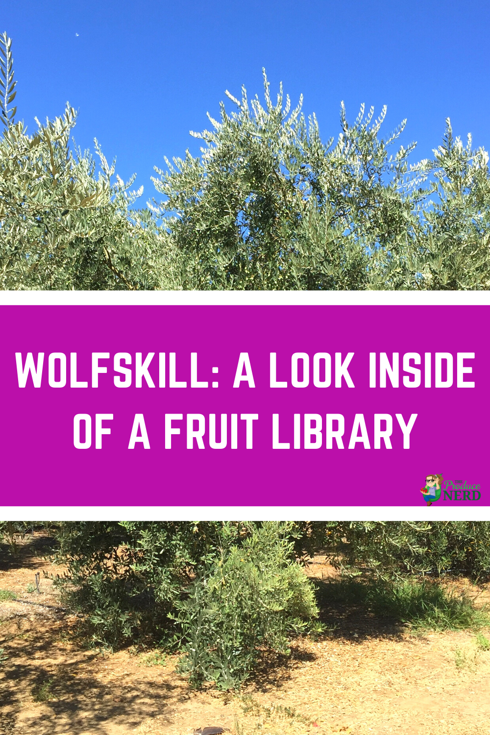 Read more about the article Wolfskill: A Fruit Lover’s Dream!