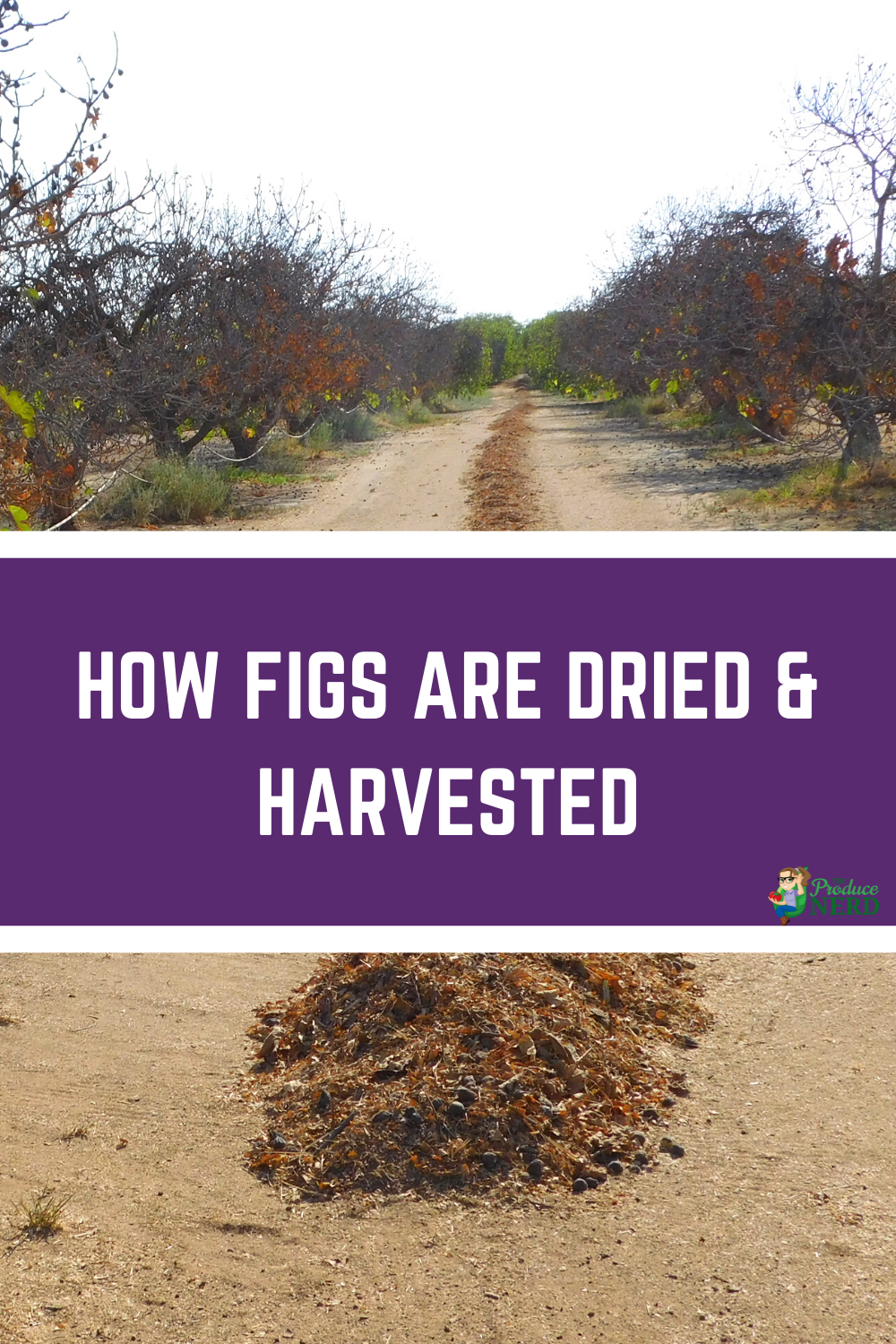 Read more about the article How Figs are Dried, Harvested & Packed in California