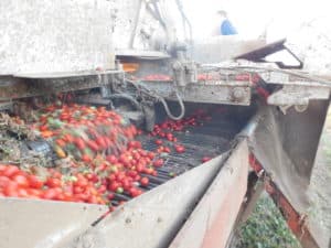 Tomato Harvesting - Sorting