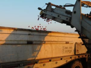 Tomato Harvesting - Tomato Transfer to Adjacent Trailer