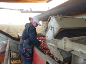 Tomato Harvesting - Hand Sorting