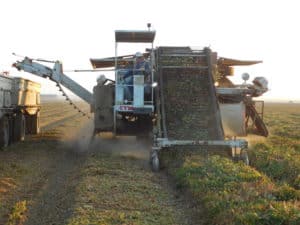 Tomato Harvesting - Harvesting Machine