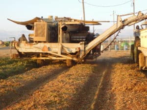 Tomato Harvesting - Harvesting Machine