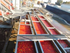 Sun Dried Tomato Processing - Conveyor Line