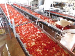 Sun Dried Tomato Processing - Tomato Wash Step