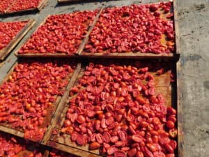 Sun Dried Tomato Processing - Tomato Drying Trays