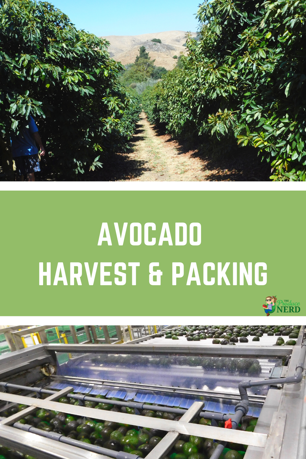 Read more about the article How Avocados are Grown, Harvested & Packed