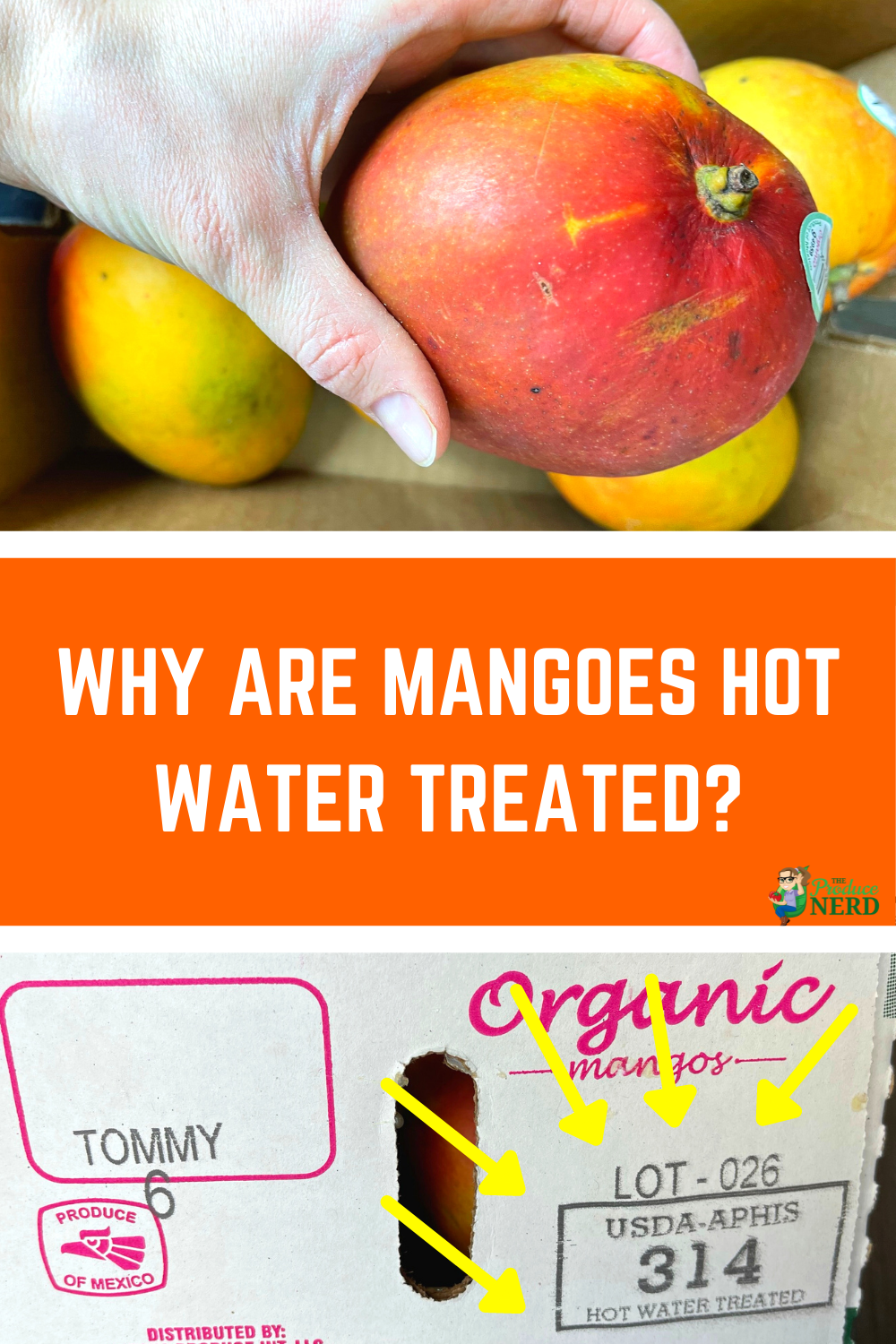 Read more about the article Why Are Mangoes Hot Water Treated?