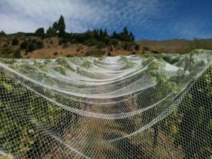 Bird Netting - Vineyard