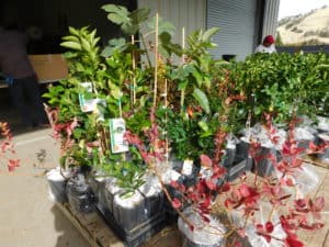 Fruit Tree Nursery - Nursery Plants Packaged for Shipping