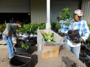 Fruit Tree Nursery - Packaging Nursery Plants