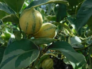 Fruit Tree Nursery - Variegated Pink Lemon