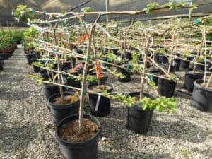 Fruit Tree Nursery - Growing in the Nursery