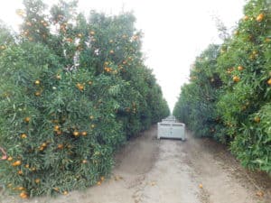 Cuties Harvest - Harvesting Bins