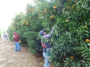 Cuties Harvest