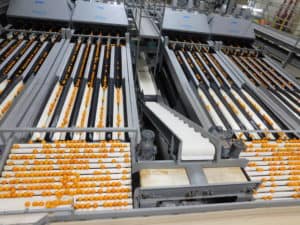 Cuties Packing - Conveyor Line