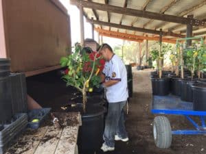 Fruit Tree Nursery - Re-potting Nursery Plants