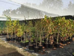 Fruit Tree Nursery - Growing in the Nursery