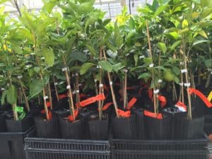 Fruit Tree Nursery - Arrival in Cutting Form or Grafted Form