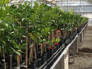 Fruit Tree Nursery - Initial Greenhouse Storage