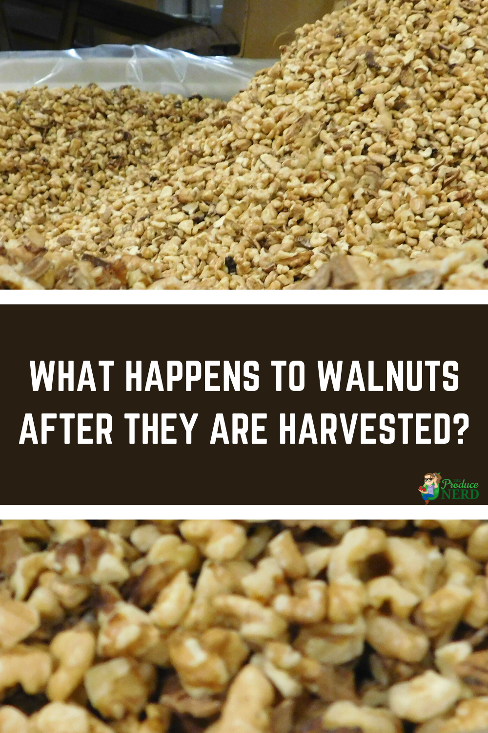 Read more about the article Walnut Processing: From Hulling To Packing