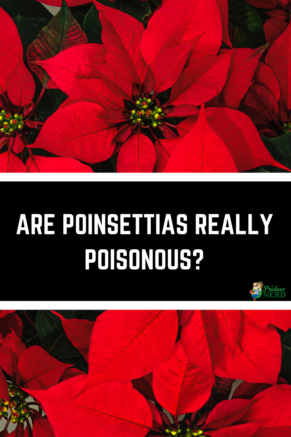 Read more about the article Are Poinsettias Really Poisonous?