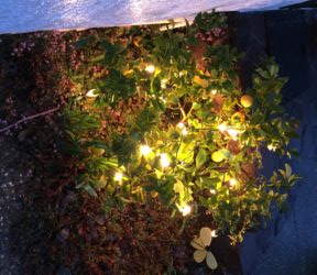 How to Protect Plants from Frost - Lemon Tree with Holiday Lights