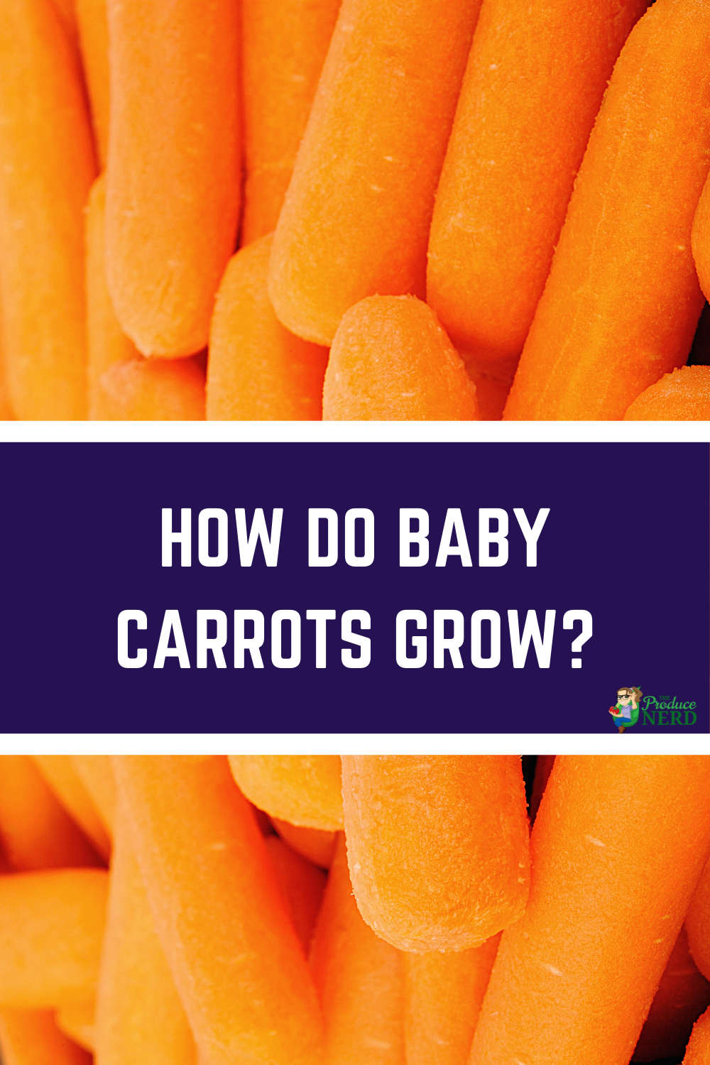 Read more about the article How are Baby Carrots Grown & How They Changed the Carrot Industry