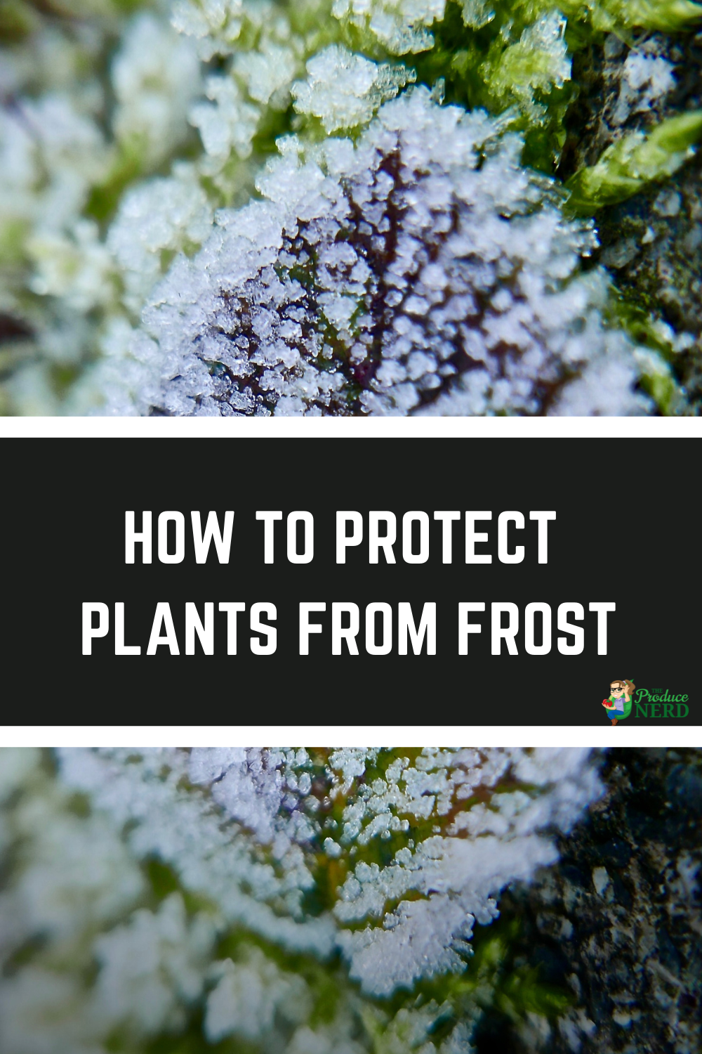 Read more about the article How to Protect Plants from Frost Damage