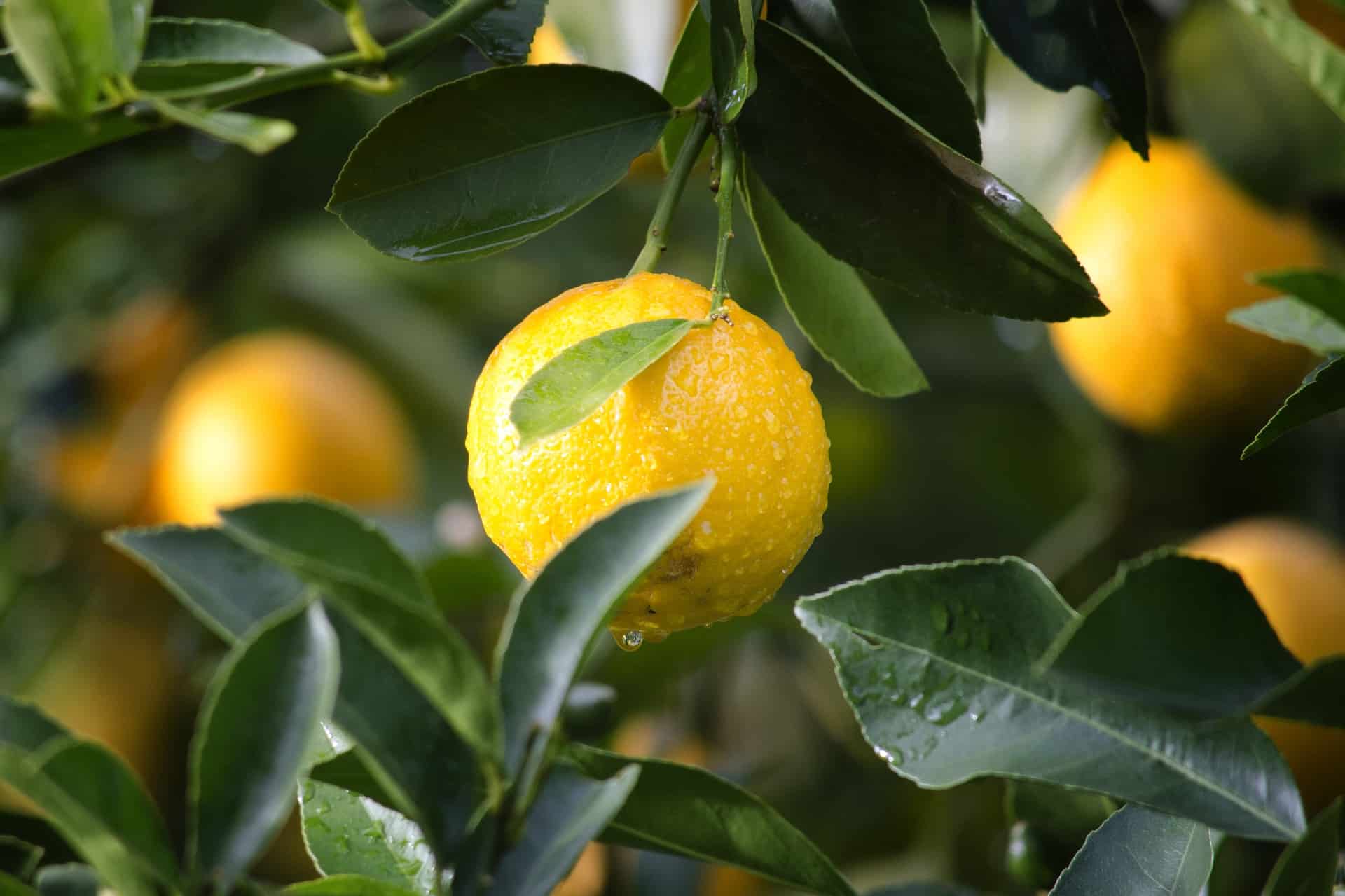 How To Protect Plants From Frost The Produce Nerd