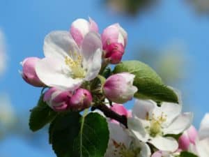 Apple Blossoms