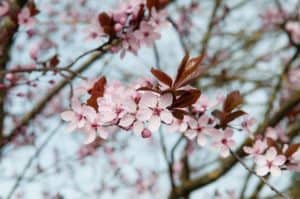 Cherry Blossoms