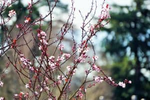 Cherry Buds & Blossoms