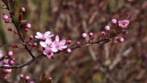 Cherry Buds & Blossoms