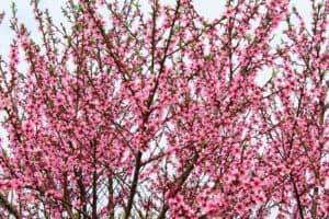 Peach Blossoms