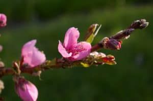 Peach Buds & Blossoms